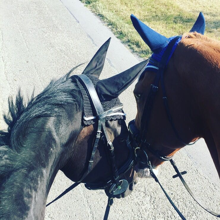 Schnuff Zwei Pferde die beim Reiten die Nasen zusammen stecken