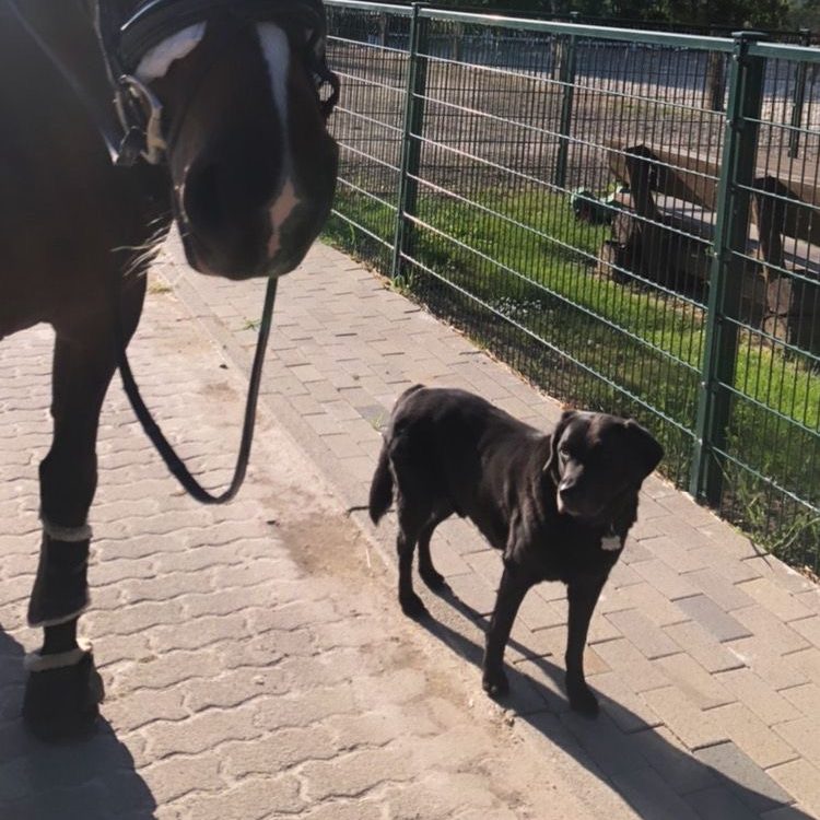 Pferd und Hund nebeneinander