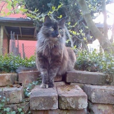 Schildpattkatze sitzt auf Mauer und beobachtet ihr Revier