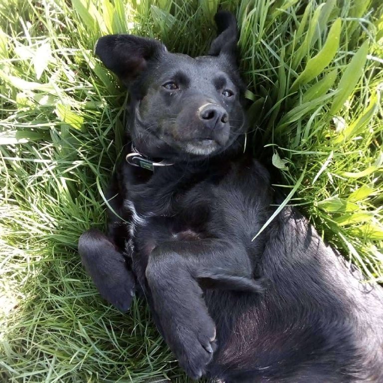 Sissy Schwarzer Hund auf Wiese