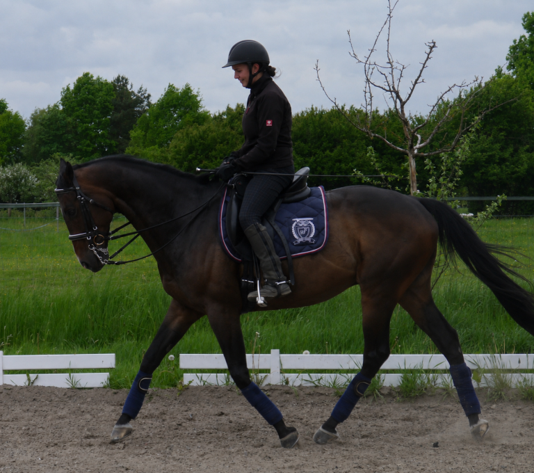 Ricco dunkles Pferd beim Reiten