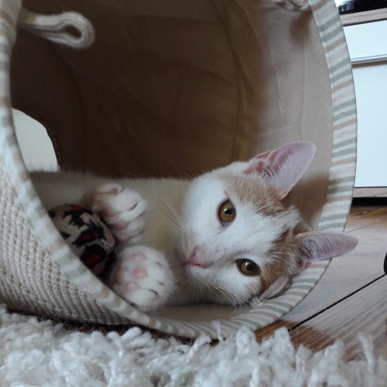 Katze in einem Katzentunnel am spielen