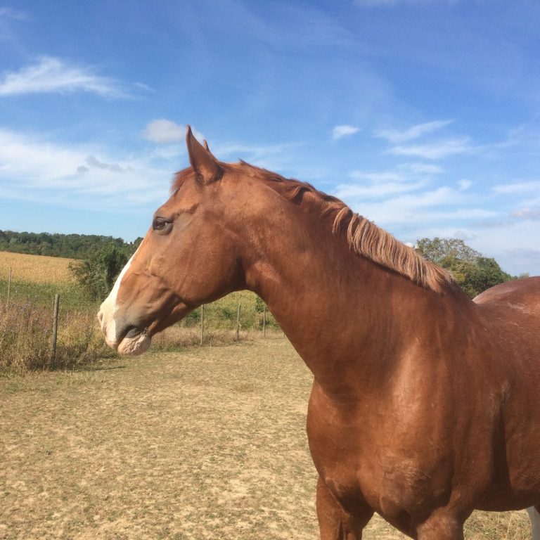 Robi auf seiner Koppel Pferd auf Koppel schaut in die Ferne