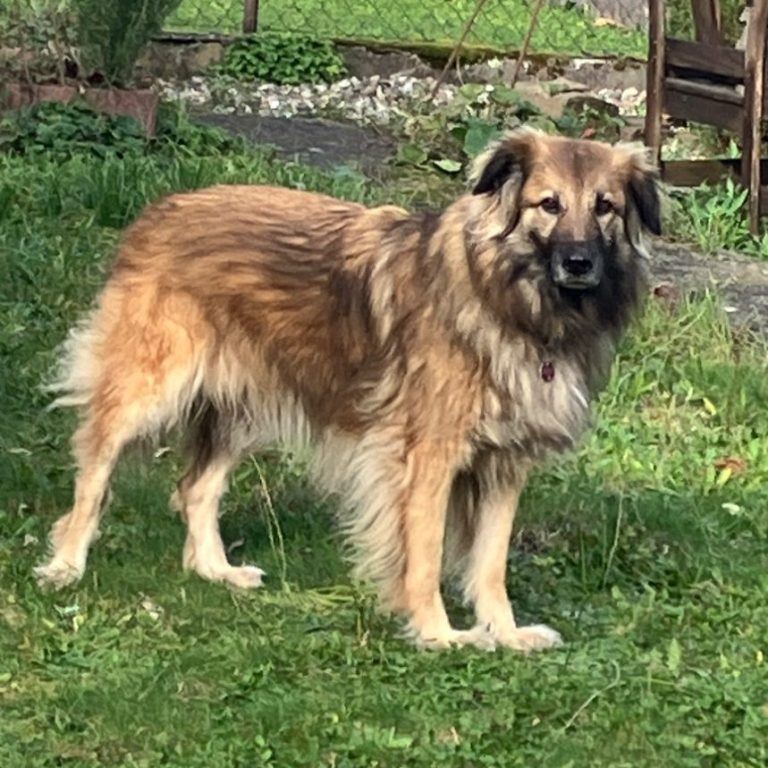 Brauner langhaariger Hund auf Wiese