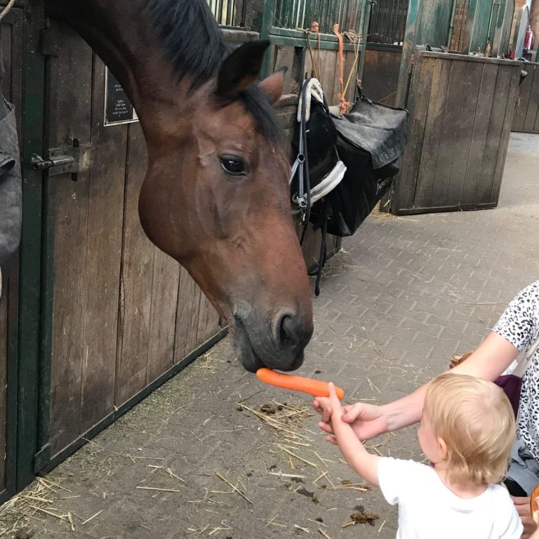Kind füttert braunes Pferd mit Möhre