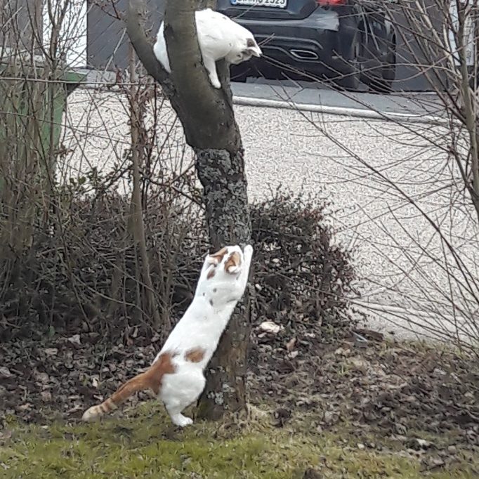 Zwei Katzen spielen auf und unter einem Baum