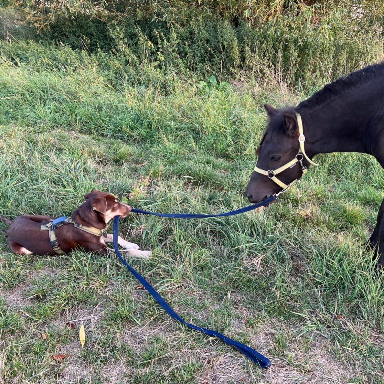 Hund hält Pferd an Strick
