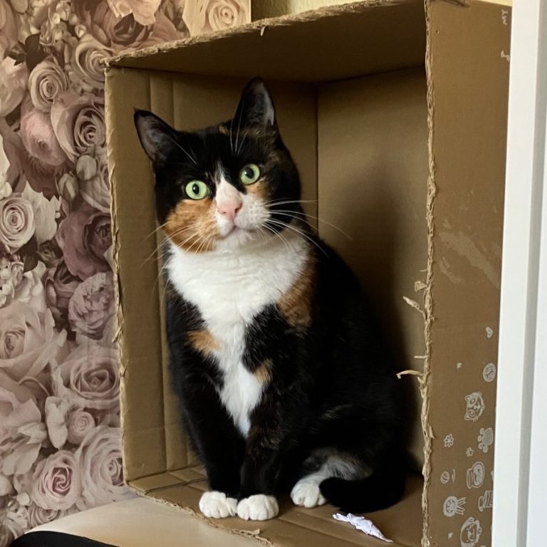 Dreifarbige Katze sitzt in Kiste und schaut in Kamera
