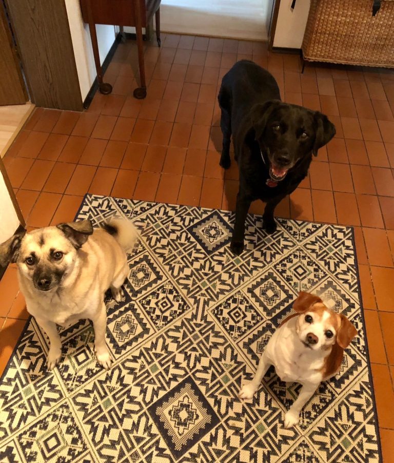 Finch, Murphy, Pepi drei Hund schauen in die Kamera
