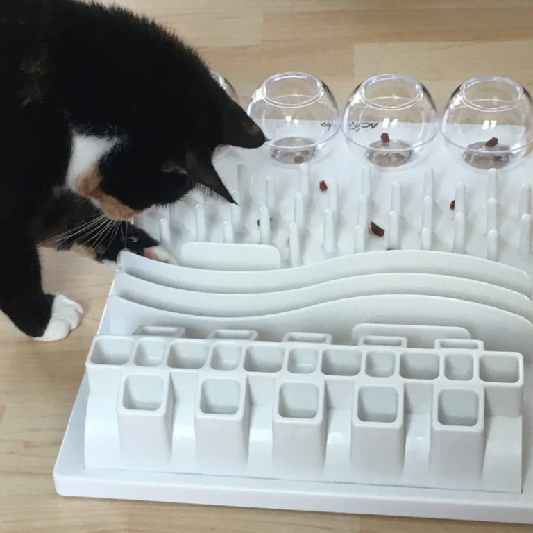 Dreifarbige Katze spielt mit weißem Fummelbrett