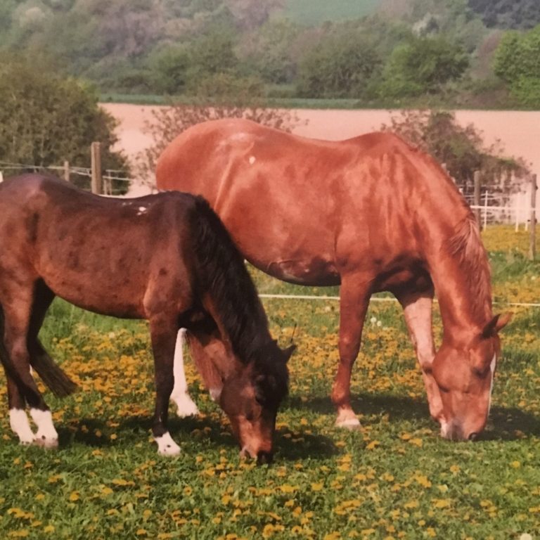 Kati und Robi ein Fuchswallch und eine braune Ponystute auf der Koppel