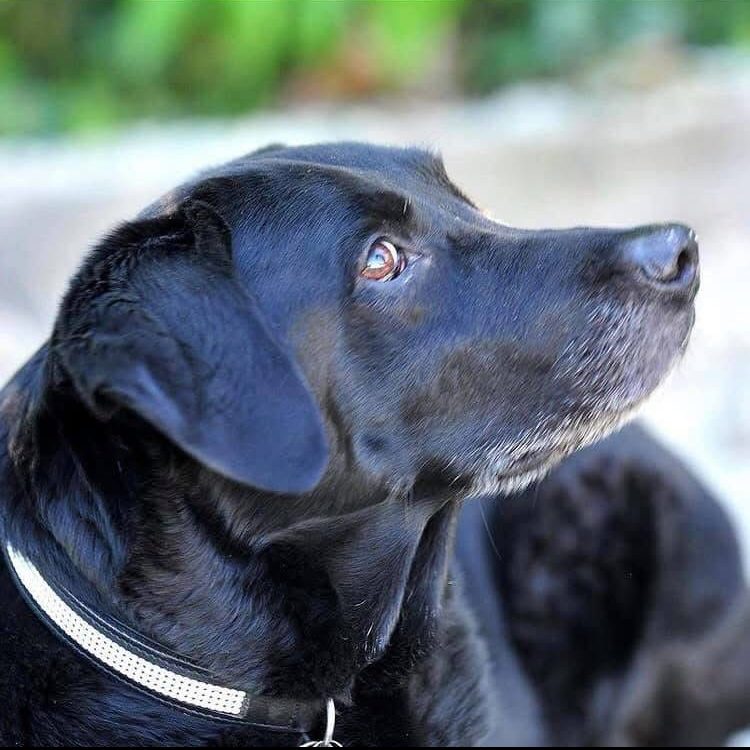 schwarzer Hund von Seite der Kopf fotografiert 