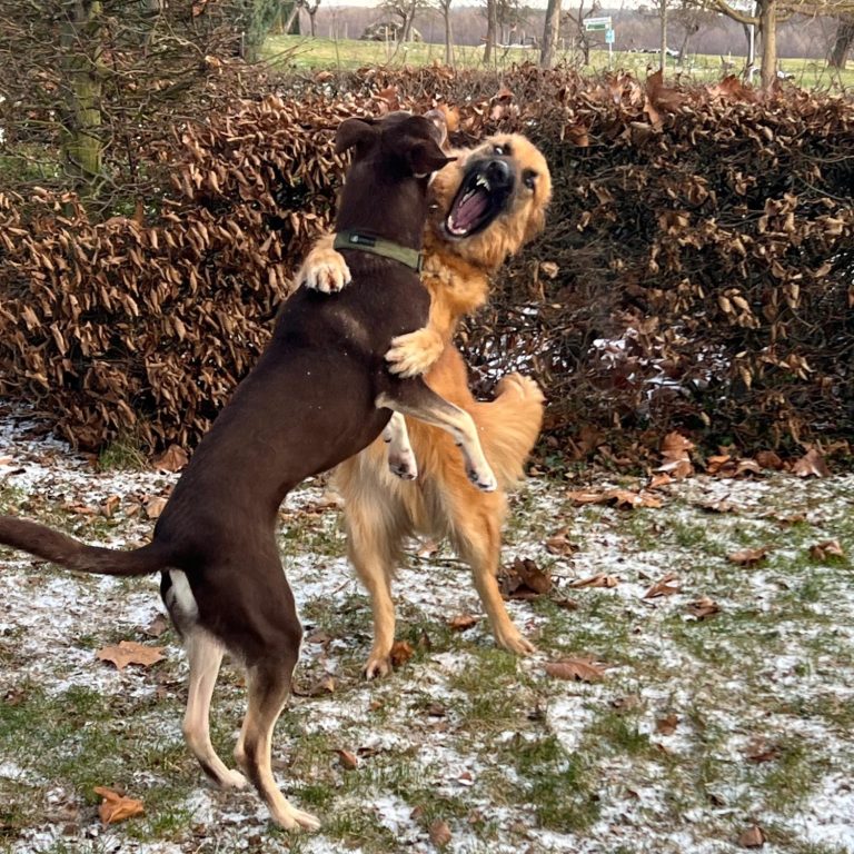 zwei Hund die spielerisch kämpfen