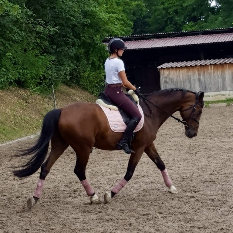 Braunes Pferd mit Reiterin auf Platz