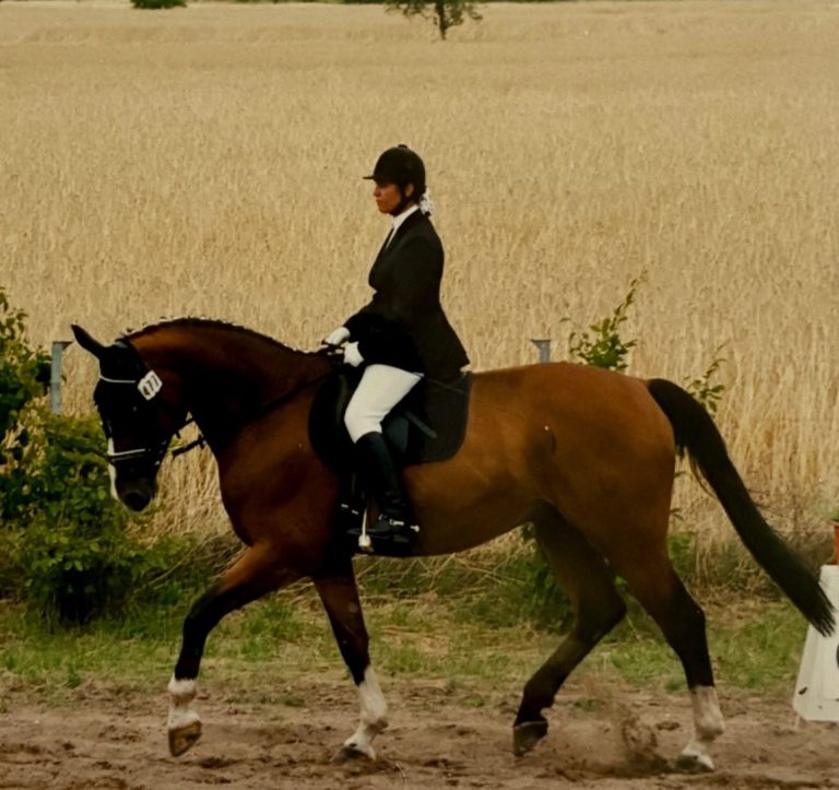 Braunes Pferd auf Tunier mit Reiterin