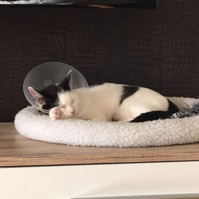 Katze schläft in Katzenbett mit Kragen an nach OP