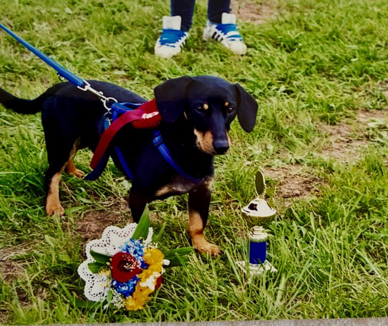 Mirco Hund mit Pokal und schleife von einem Pferd