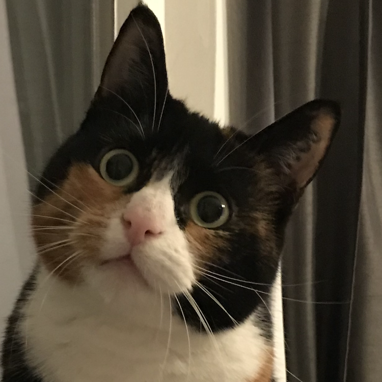 Mara Der Kopf einer Katze die in die Kamera schaut