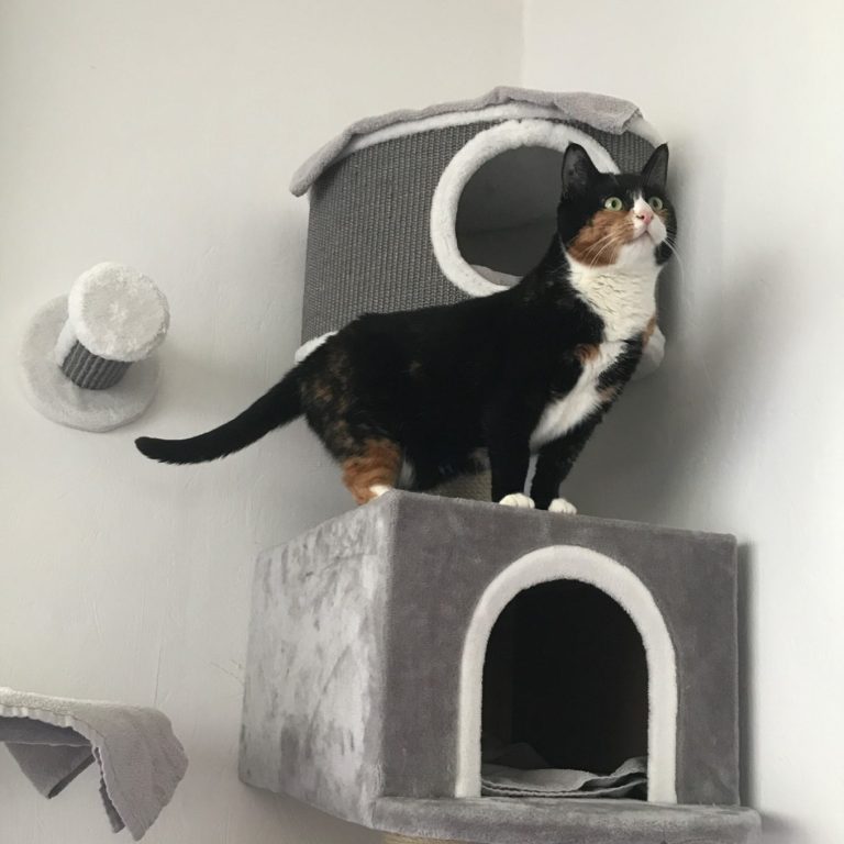 Katze auf Kratzbaum