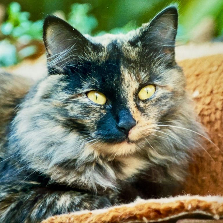 Katze auf Teppich 