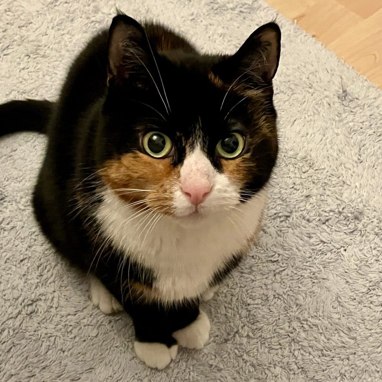 Meine schöne Mara Katze schaut in die Kamera