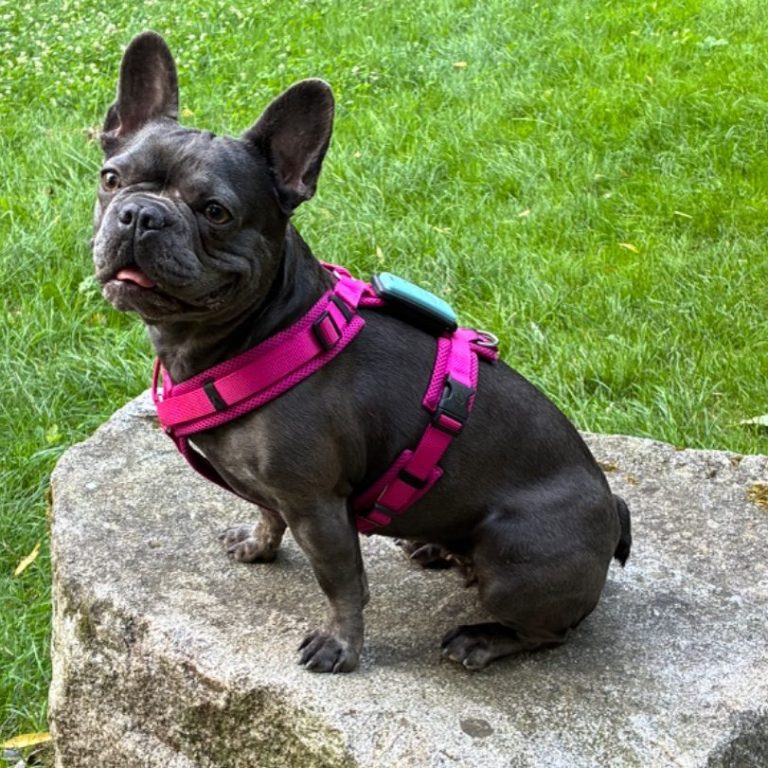 Französische Bulldogge auf Stein sitzend mit pinkem Geschirr